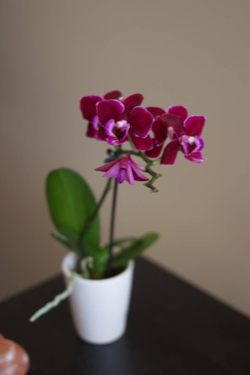 Magenta orchid in white pot