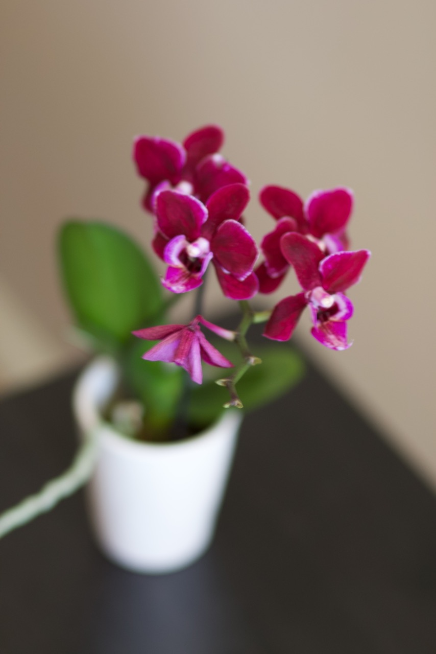 Magenta orchid in white pot